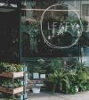 Photo for Leafy indoor plant online