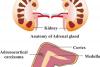Photo for Adrenocortical Carcinoma Treatment Market - Trends, Outlook, and Opportunity Analysis, 2018-2026