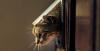 Photo for How to Train Your Cat to Use a Cat Flaps & Door | Cats Best