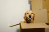 Photo for Pet Relocation Services in India
