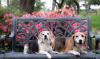 Photo for In Home Dog Training