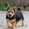 Photo for Elfin Norwich Terriers
