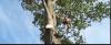 Photo for Tempest's Arborist Service