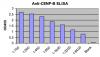 Photo for anti cenp b antibody