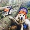 Photo for Scanlon Tree Service- Professional  Tree Surgeon in Carneystown