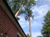 Photo for Tree Service Local