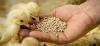 Photo for Animal Feed Market Share, Size, Trends & Industry Analysis Report