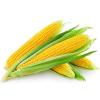 Photo for Global Corn Seeds Market Growth Opportunities, Industry Analysis, Geographic Segmentation and Competitive Landscape Report to 2024
