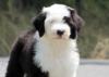 Photo for Sheepadoodle Puppies for Sale | Open Range Pups