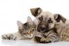 Photo for Vet2pet