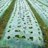 Photo for Agricultural Films Market Study By Types, Application & Top Key Players - AB Rani Plast Oy, Armando Alvarez Group, Berry Plastics Corporation, BASF SE