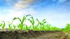 Photo for Agricultural Micronutrients Market Study By Form, Application & Top Key Players - Agrium Inc, Auriga Industries Ltd, The Mosaic Company