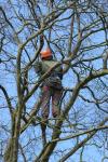 Photo for Suburban Tree Service