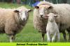 Photo for Animal Produce Is Likely to Experience a Tremendous Growth in Upcoming years