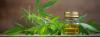 Photo for Healthy Plants BT.
