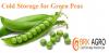 Photo for Green Peas Suppliers, Dealer and Trader in Pune