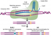 Photo for Global CRISPR Genome Editing Market 2019 | Manufacturers, Regions, Type And Application, Forecast To 2024