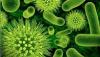 Photo for Global Viral Disease Diagnosis Market 2019 | Manufacturers, Regions, Type And Application, Forecast To 2024