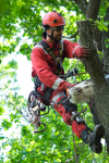 Photo for Bellevue Tree Service and Landscape