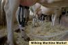 Photo for Worldwide Milking Machine Market Demands, Types and Projected Industry Size & Shares 2023