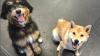 Photo for Puppy Power Dog Training Classes