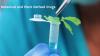 Photo for Botanical and Plant Derived Drugs Market - Size, Share, Outlook, and Analysis, 2018-2026
