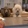 Photo for Bevan's Pet Center
