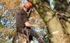 Photo for Get Best & Affordable Tree Removal Services in Troy, MI, USA