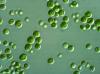 Photo for Global Chlorella Market 2019 | Manufacturers, Regions, Type And Application, Forecast To 2024