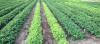 Photo for Agricultural Inoculants Market | Growth, Trends, Demand & Forecast Research Report Till 2025