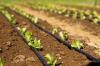 Photo for Micro Irrigation Market Report | Top Key Players are - EPC Industries Limited, Netafim Limited, Nelson Irrigation Corporation, Rivulis Irrigation