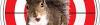 Photo for What damage can do squirrels in attic?