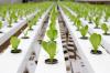 Photo for Hydroponics Market Report | Industry Size, Share and Forecast To, 2025