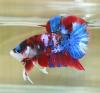 Photo for Top Quality Betta Fish For Sale
