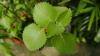 Photo for Medicinal Plant Extracts Market Gross Margin, Sales, Production, Key Players Strategy and Forecast to 2023