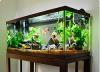 Photo for Buy Cheap Fish Tank Supplies