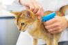 Photo for Global Pet Microchips Market 2019 | Manufacturers, Regions, Type And Application, Forecast To 2024