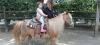Photo for What Are The Top Five Tips For Buying A Pony?