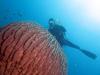Photo for Sulawesi Dive