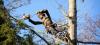 Photo for Claudio Tree Work & Landscaping LLC