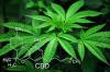 Photo for CBD Badge