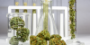 Photo for Cannabis Testing Market Revenue Growth Predicted by 2026