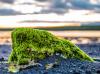 Photo for Algae Market - Global Industry Insights, Trends, Outlook and Opportunity Analysis, 2018-2026