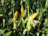 Photo for Global Silage Corn Seed Market 2019 | Manufacturers, Regions, Type And Application, Forecast To 2024