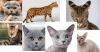 Photo for Top 10 Most Expensive Cat Breeds In The World