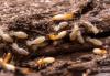 Photo for Termite Control Market - Size, Trends, and Forecast till 2025