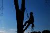 Photo for Tree Care Utah