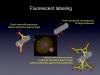 Photo for Fluorescent labeling