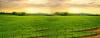 Photo for Spirotetramat Market Study By Crop & Top Key Players - Bayer CropScience