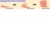 Photo for angiogenesis pathway